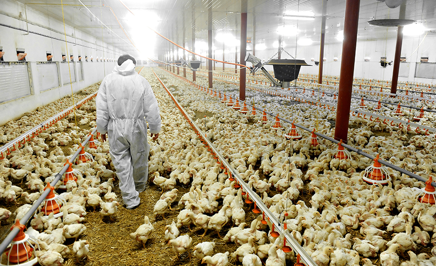 Poultry Jobs in USA for Internationals With Visa Sponsorship